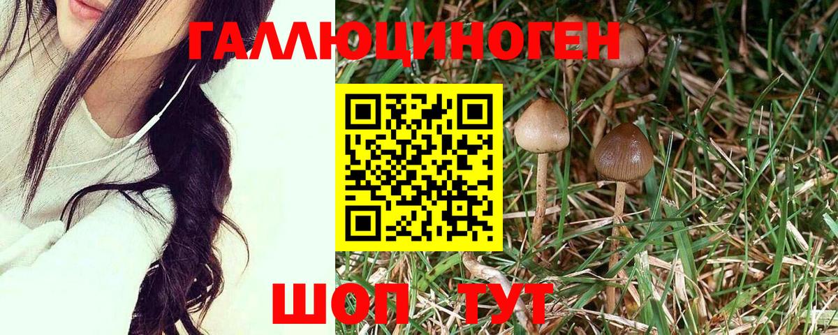 Псилоцибиновые грибы GOLDEN TEACHER Черняховск